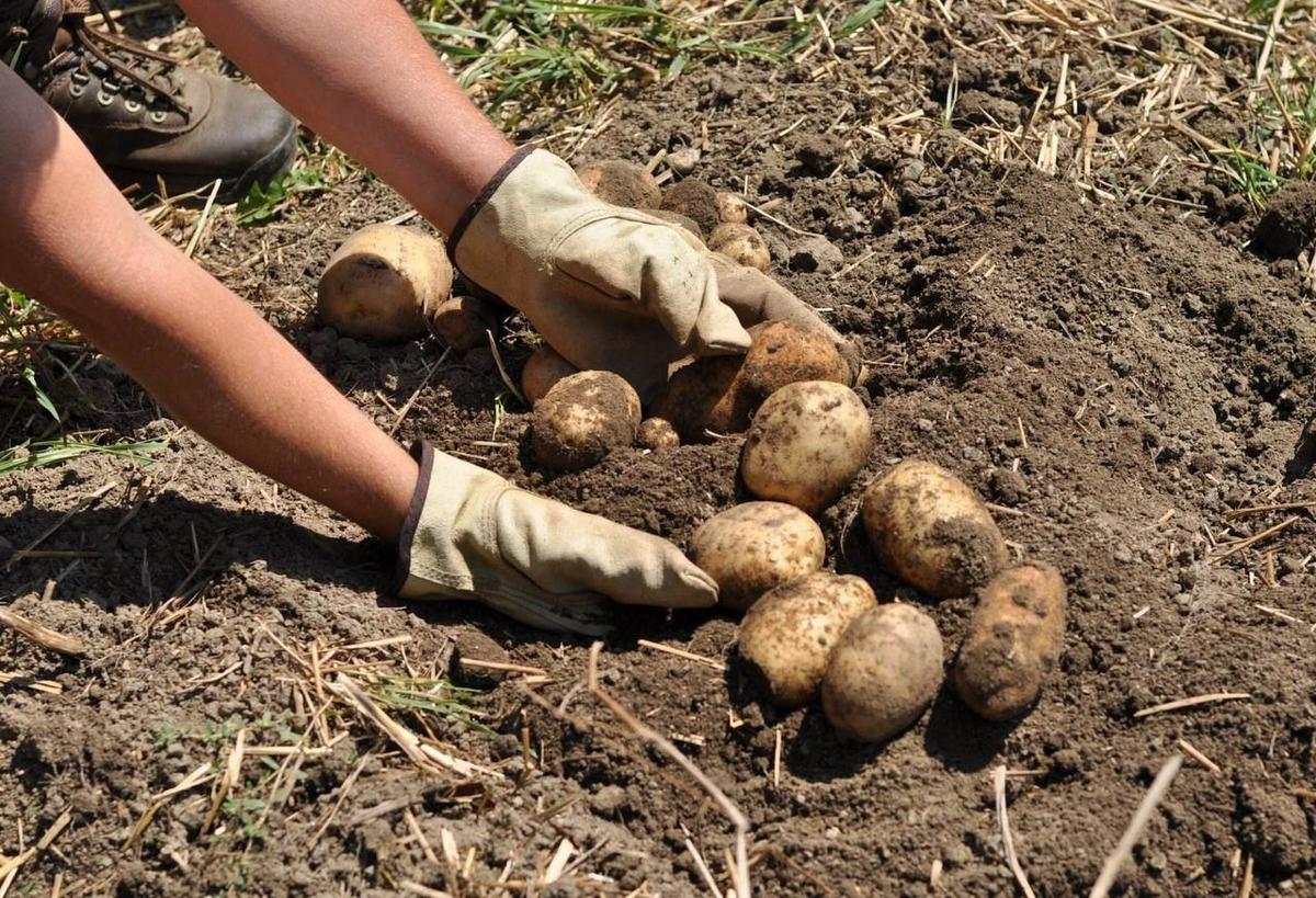 На Ставрополье картофель высажен на 3,5 тысячи гектаров