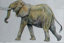 Южного слона можно клонировать