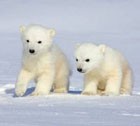 «Белые медведи» предстанут перед судом