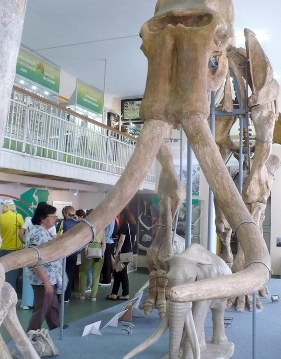 Гости из КМВ в рамках инфотура  удивляются скелету Южного слона