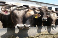 За нескольких лет предполагается провести геномную оценку молочного стада Ставропольского края