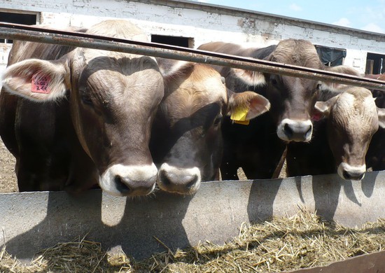 За нескольких лет предполагается провести геномную оценку молочного стада Ставропольского края