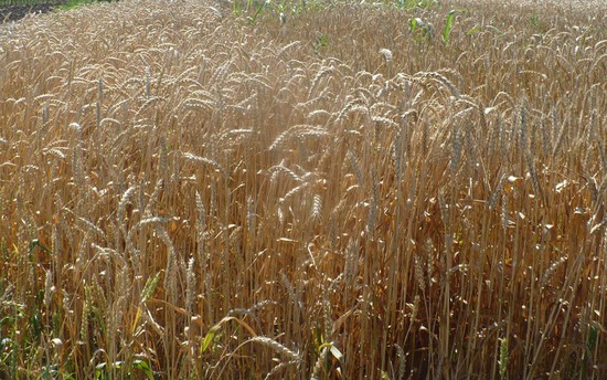 Ставрополье экспортировало более 23 тыс. тонн зерна нового урожая