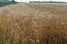 Главу К(Ф)Х преступник уговорил заключить договор поставки  трёх тысяч тонн пшеницы