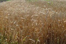 Ставрополье экспортировало более 23 тыс. тонн зерна нового урожая