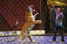 Танцующий тигр – зрелище незабываемое, цирк