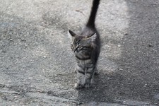 Котенок (фото с сайта ПАСС СК)