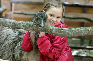 Дети с рисунками животных смогут бесплатно посетить контактные зоопарки Ставрополья