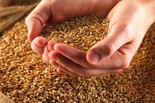 Директор сельхозпредприятия на Ставрополье продал несуществующую пшеницу на 28 млн рублей