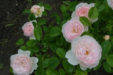 Розы Д. Остина – нежность и аромат.