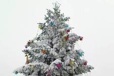 В Ставрополе ветер повалил новогоднюю ель. Фото пресс-службы ПАСС СК