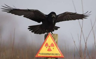 Знак радиационной опасности в Чернобыле.