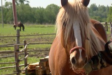 На Ставрополье мужчина похитил породистых лошадей из конно-спортивного клуба