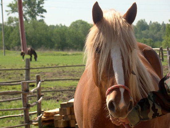 На Ставрополье мужчина похитил породистых лошадей из конно-спортивного клуба