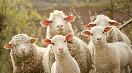 Житель Ставрополья украл 40 овец, устроившись работать пастухом