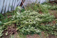 Житель Ставрополья вырастил 3 килограмма конопли у себя во дворе
