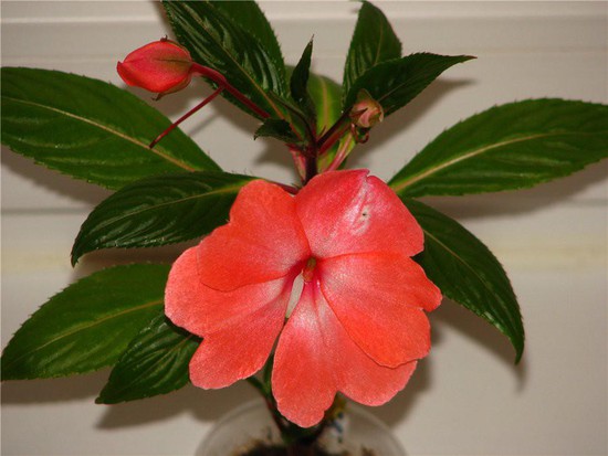 Яркий цветок бальзамина новогвинейского