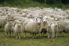 На Ставрополье задержали двух мужчин, укравших более 100 овец