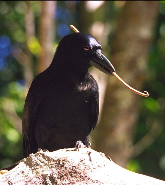 Новокаледонский ворон в естественной среде обитания делает крючки из веток.