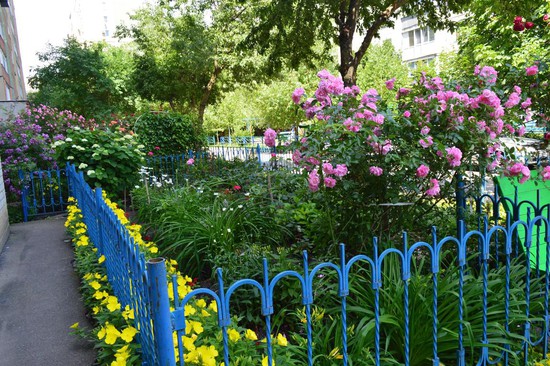 В палисаднике Елены Масловой цветы -  стройными рядами.