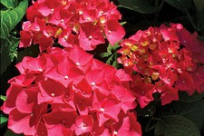 Потрясающие  яркие соцветия   у гортензии  Red Sensation.