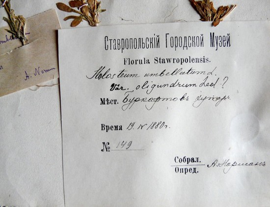  Этикетка листа гербария Августа Нормана. (Из фондов  Ставропольского государственного музея-заповедника.)