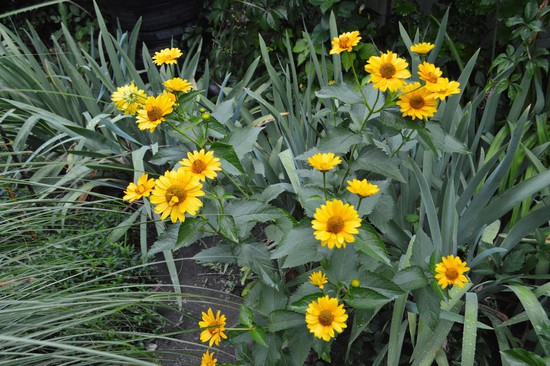 Пока другие цветы отдыхают, сад украшает солнечная рудбекия.