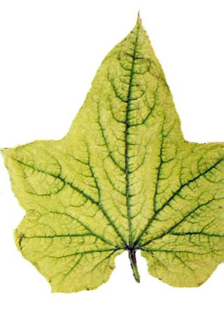 Дефицит азота (листья). 