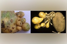 Вторичный рост или израстание картофеля.