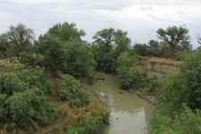 На фото минприроды СК участок Камыш-Бурунского леса.