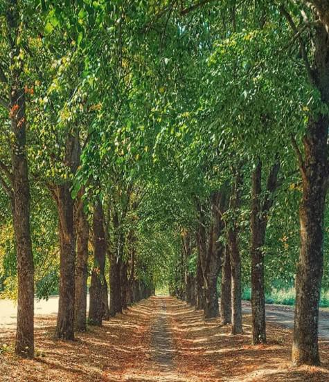 На фото из инстаграм -аккаунта Ставропольского ботанического сада - липовая аллея осенью.