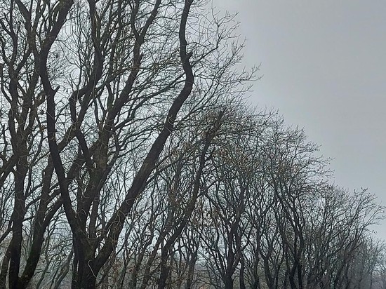 Кроны деревьев. Фото Юлии Семененко