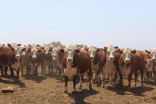 Коровы. Фото минсельхоз СК