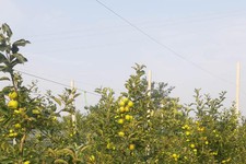 Яблоневый сад. Фото минсельхоз СК