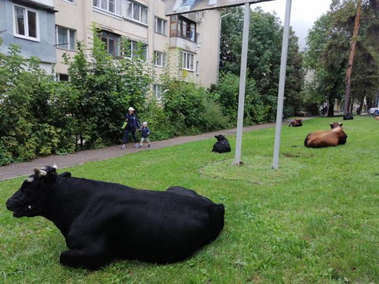 Коровы на улицах. Пресс-служба администрации города-курорта Кисловодска
