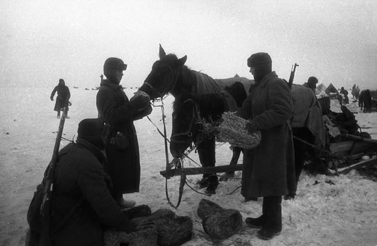 Советские солдаты скармливают лошадям немецкие караульные боты  из прессованной соломы, так называемые эрзац-валенки. Фото Натальи БОДЕ (источник: https.waralbum.ru).