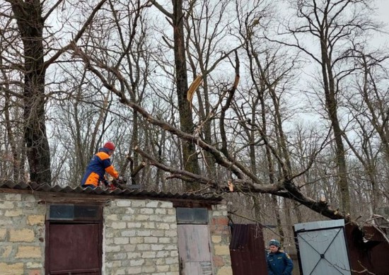 Распил дерева. Пресс-служба администрации г. Ставрополя