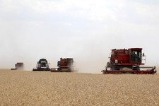 Пшеница. Фото минсельхоз СК