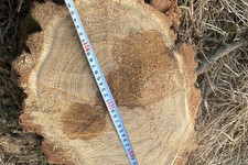 Незаконная вырубка деревьев. Фото ГУ МВД России по СК