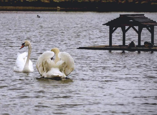 Лебедей выпустили в озеро Бублик. Администрация г. Невинномысска