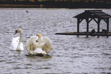 Лебедей выпустили в озеро Бублик. Администрация г. Невинномысска