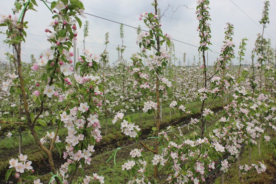 Цветущий яблоневый сад. Министерство сельского хозяйства Ставропольского края