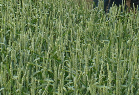 Ставропольская пшеница