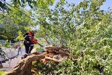 Распилка деревьев. Пресс-служба администрации города Ставрополя