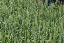 Ставропольская пшеница