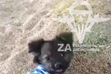 Ставропольские десантники приютили щенка