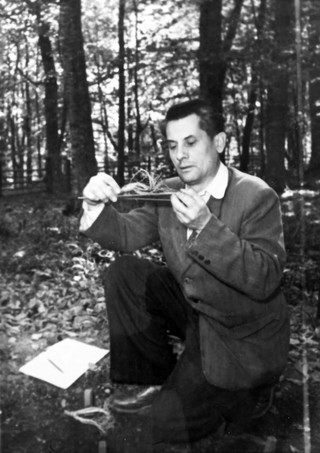 Агроном Тебердинского государственного заповедника А.А. Малышев  осматривает корни женьшеня. 1956 год