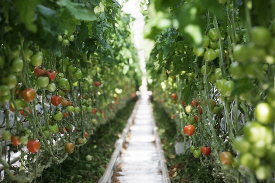 На первое место в России вышло Ставрополье по производству тепличных томатов. Фото минсельхоз СК