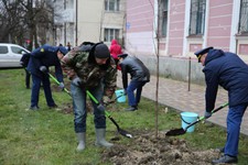 140 новых деревьев высадили в Ставрополе. Фото администрации города