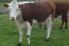 Корова – сельскохозяйственное животное